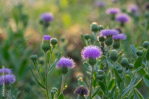 thistle on green color bokeh background