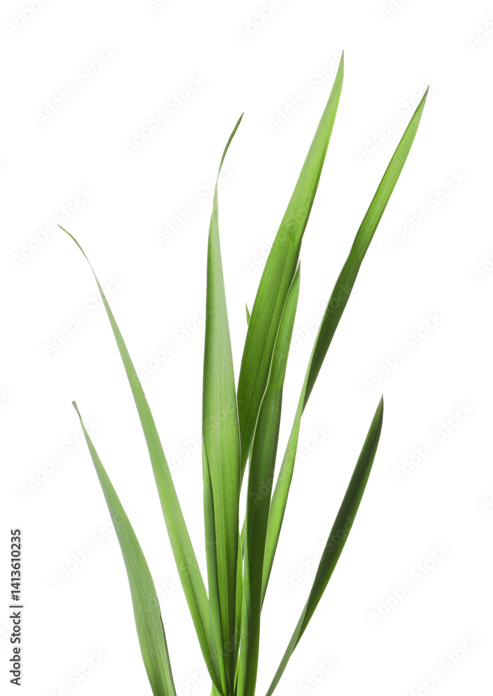 Blades of green grass isolated on white Blades of green grass isolated on white