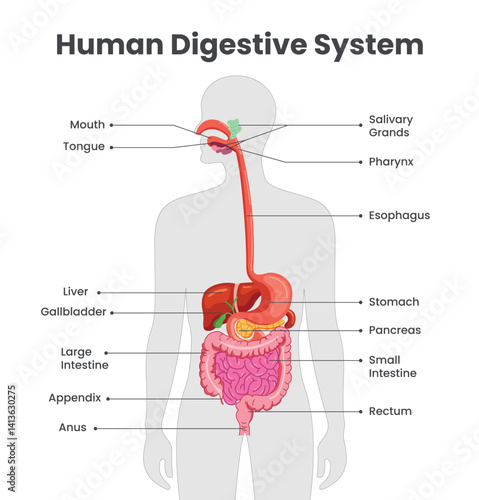 Human digestive system chart clipart. Digestive system body parts anatomy diagram clip art for elementary and secondary learning chart infographic design vector illustration. 
