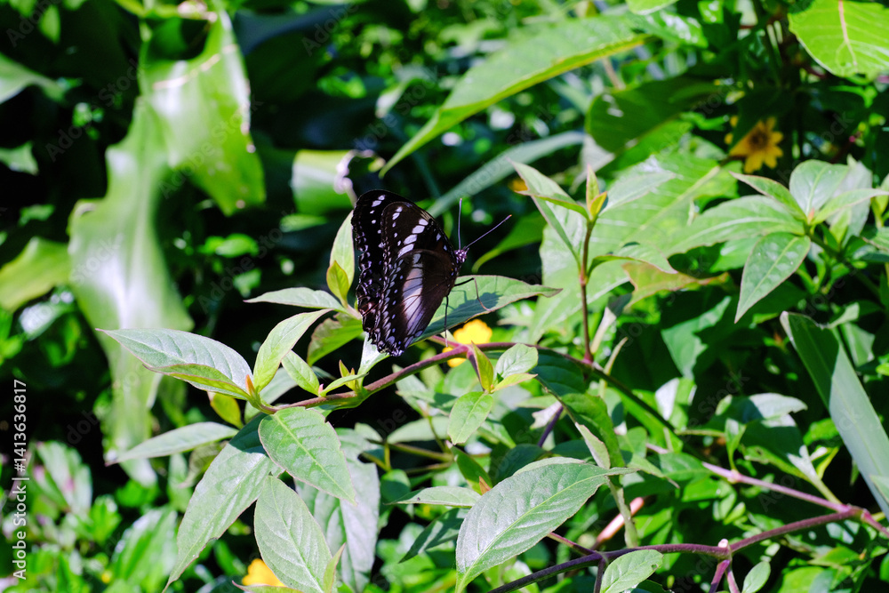 Nature Macro Butterflies camouflaged among the bushes. Butterfly in Closeup shot is Hypolimnas Misippus type. Insects in the wild. Beautiful winged bugs animals on plants. Pest. Negative Space Nature Macro Butterflies camouflaged among the bushes. Butterfly in Closeup shot is Hypolimnas Misippus type. Insects in the wild. Beautiful winged bugs animals on plants. Pest. Negative Space