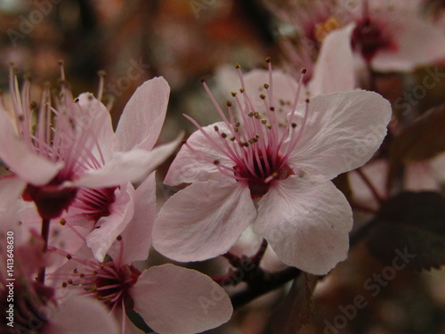 Pink Cherry tree blossom group macro with closeup.