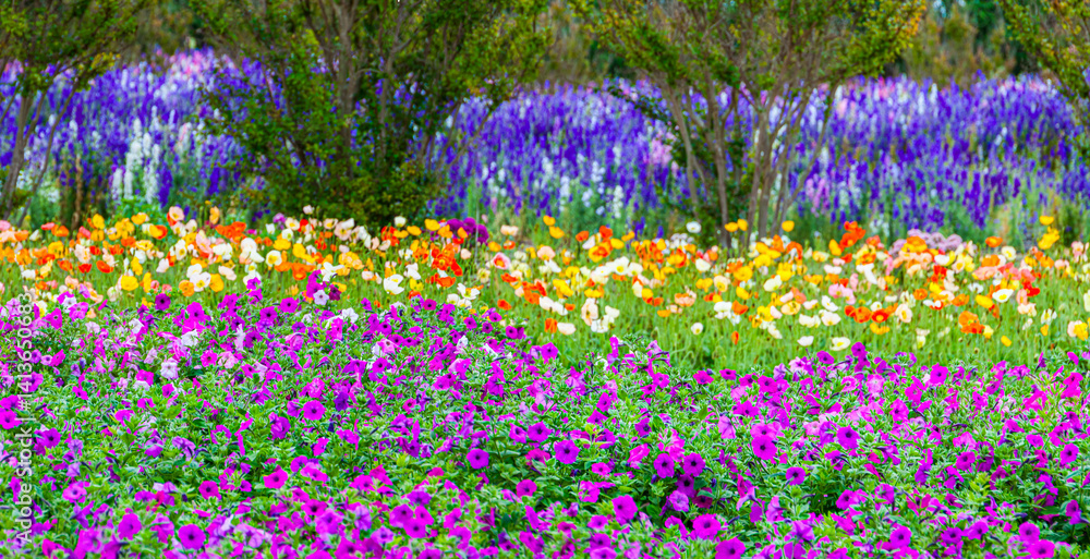 Naklejka premium Panoramic Field of Beach Morning Glory, Fredericksburg, Texas, USA