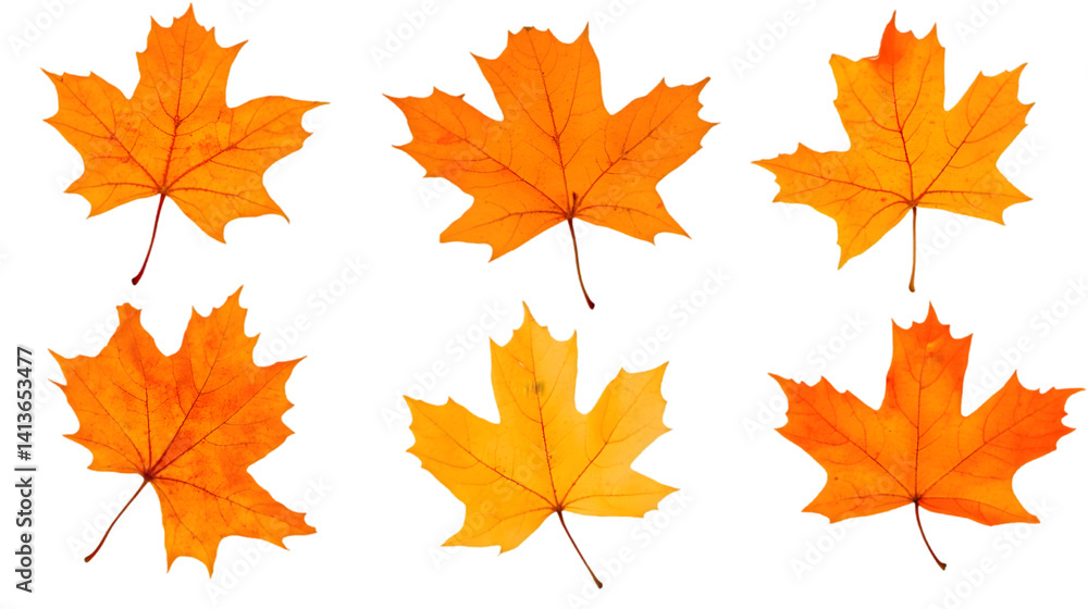 Isolated Autumnal Maple Leaves In Varying Orange And Yellow Hues Against Black Background Isolated Autumnal Maple Leaves In Varying Orange And Yellow Hues Against Black Background