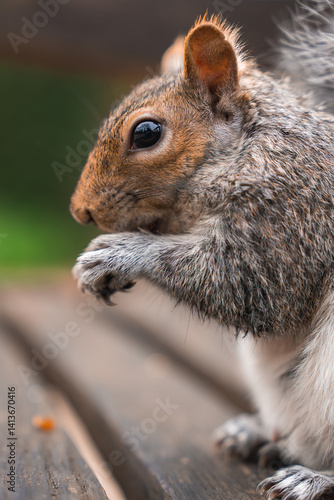Obraz na płótnie A gray squirrel sits on a wooden surface, holding its paws close to its chest. The blurred green background suggests an outdoor park setting. w salonie