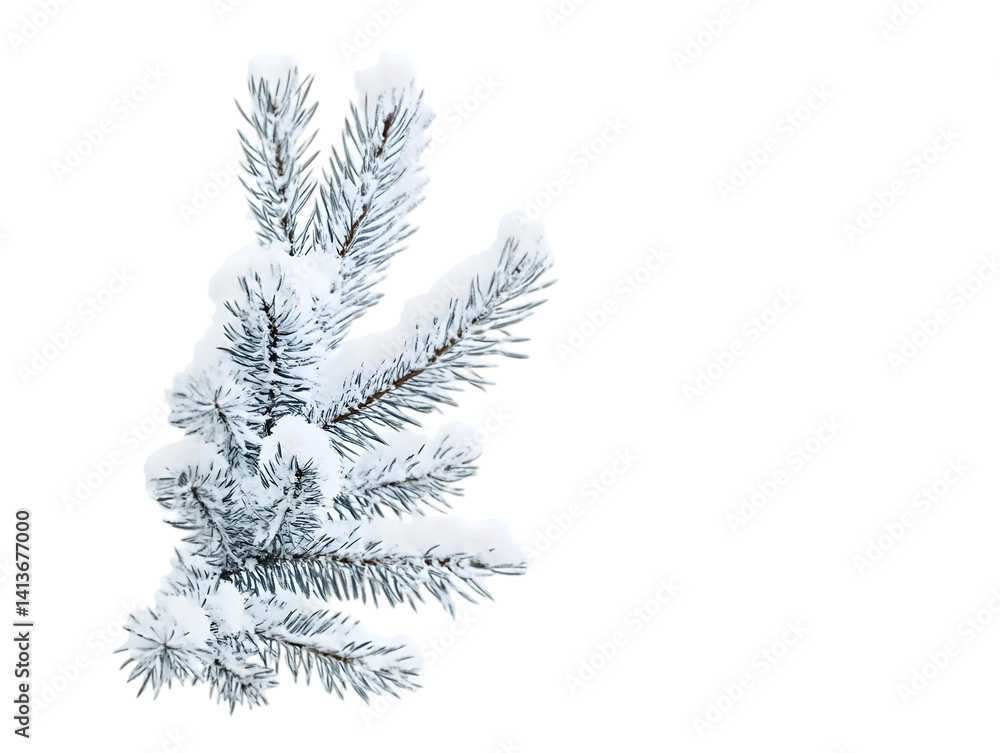 Isolated Winter Pine Tree With Snow Realistic Photo on Transparent Background