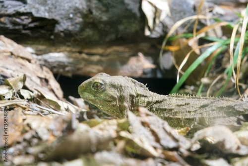 Quadro su tela Tuatara Hiding in Forest Ground Foliage – Rare Reptile in Native New Zealand Hab