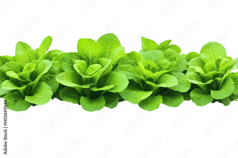 Realistic Photo of Fresh Green Lettuce Isolated on Transparent Background