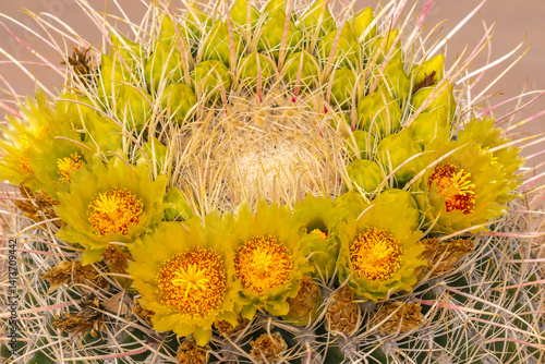 USA, California, Anza Borrego Desert State Park. Barrel cactus blossoms close-up.