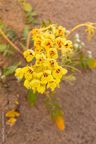 USA, California, Imperial Sand Dunes Recreation Area. Close-up of brown-eyed primrose flowers.