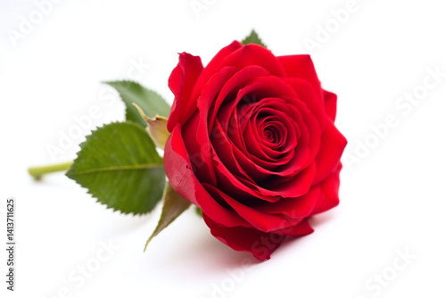 single red rose with green leaves on a white background