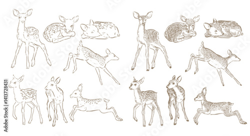 Vector outline and drawing of baby deer.