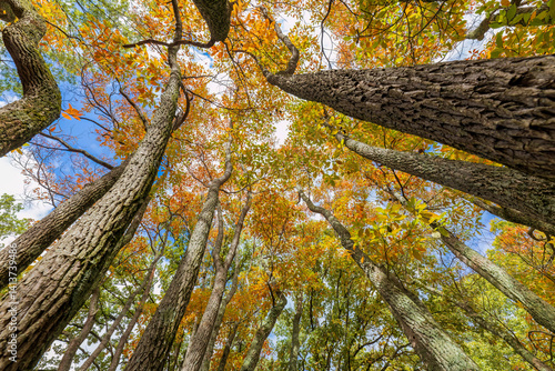 Fall color sassafras trees, Stephen A. Forbes State Park, Marion County, Illinois.