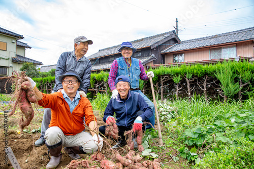 日本人シニア友達　趣味の野菜作り　芋の収穫