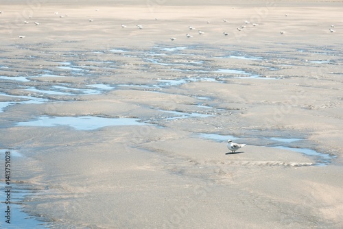 Lots of New Zealand Fairy Terns Sitting on the Beach – Endangered Seabirds in Their Natural Habitat