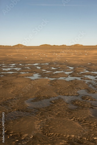 Lots of New Zealand Fairy Terns Sitting on the Beach – Endangered Seabirds in Their Natural Habitat