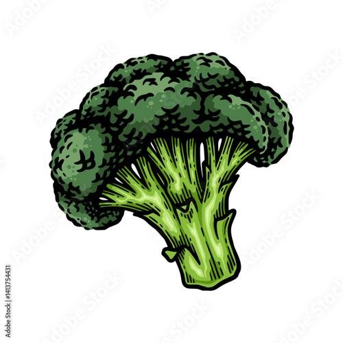 Broccoli hand drawn illustration. Broccoli engraving botanical drawing