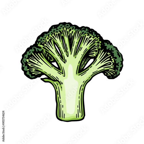 Broccoli hand drawn illustration. Broccoli engraving botanical drawing