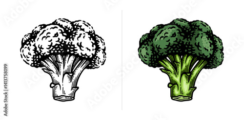 Broccoli hand drawn illustration. Broccoli engraving botanical drawing