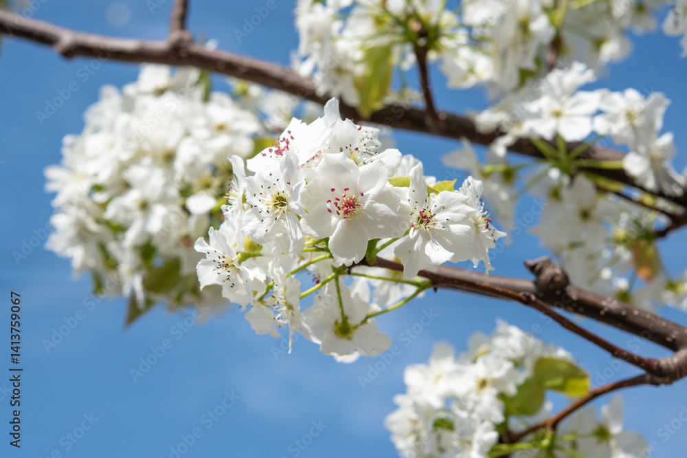 Pear blossomimg on tree with blue sky. Pear blossomimg on tree with blue sky.