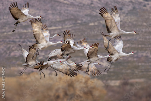 Sandhill cranes in flight formation. Bosque del Apache National Wildlife Refuge, New Mexico photo