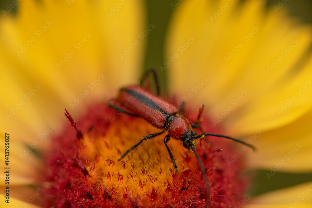 Naklejka premium red beetle on a flower