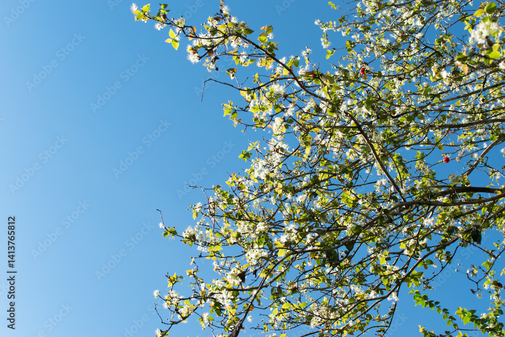 Vibrant pitanga tree branch full of white blossoms shot from below with clear blue sky background, perfect for tropical nature, gardening, or botany themes. Vibrant pitanga tree branch full of white blossoms shot from below with clear blue sky background, perfect for tropical nature, gardening, or botany themes.