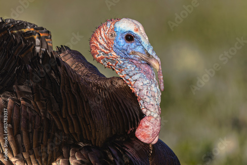 Male wild turkey displaying for females, Cades Cove, Great Smoky Mountains National Park, Tennessee