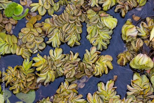Pattern in salvinia, an invasive species, Caddo Lake, Texas.
