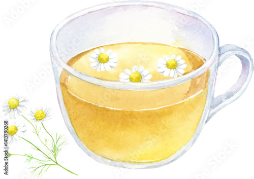 カモミールティーの水彩イラスト