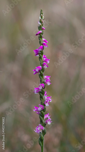 Spiranthes australis (Austral Ladies' Tresses or Pink Spiral Orchid) - endemic to eastern Australia