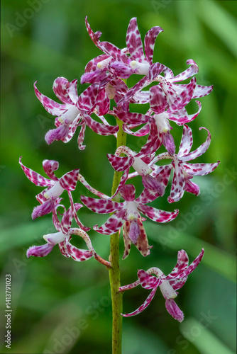 Dipodium variegatum (Slender Hyacinth-orchid) - endemic to south-east Australia - a leafless, mycoheterotrophic orchid, getting all or part of its food from parasitism upon fungi 