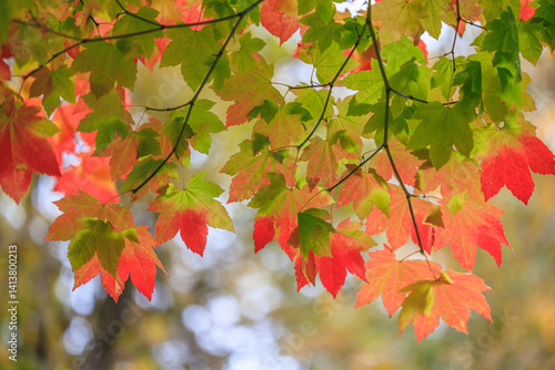USA, Washington State, Seabeck. Vine maple leaves abstract in autumn.