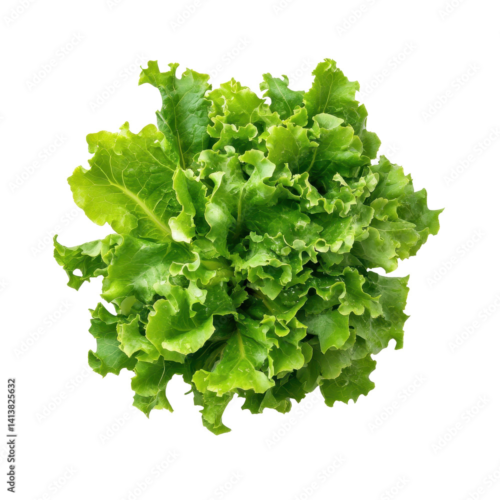 Fresh green oak lettuce salad leaves isolated on white background for healthy cuisine and recipes, Green oak lettuce salad leaves isolated on white background Fresh green oak lettuce salad leaves isolated on white background for healthy cuisine and recipes, Green oak lettuce salad leaves isolated on white background
