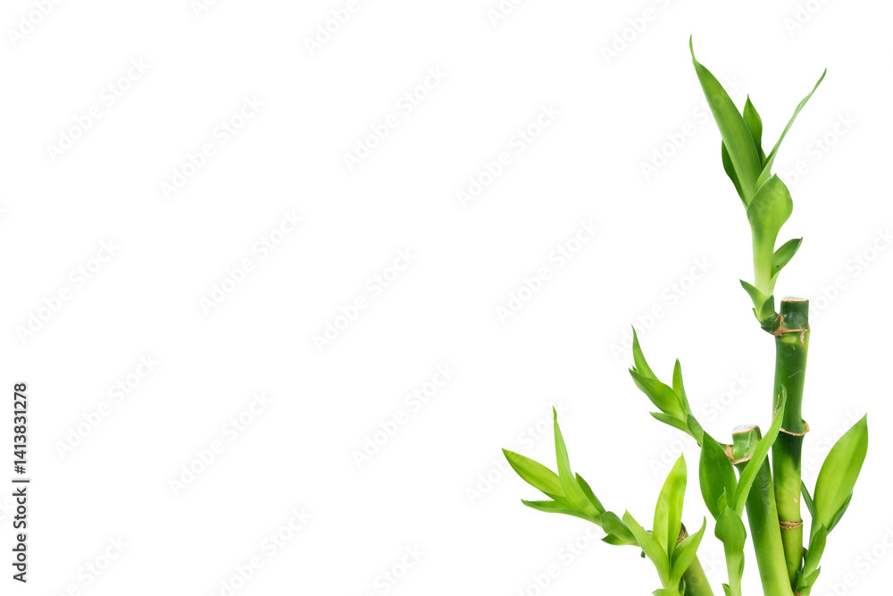 Fototapeta premium bamboo leaves with empty space isolated on white