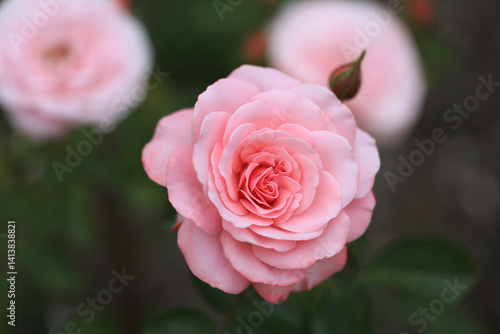 Bremerton, Washington State. Pink rose in garden.