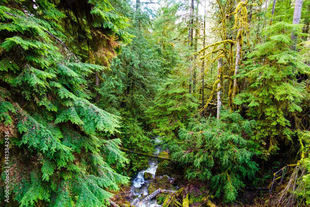 Fototapeta premium Little River, Olympic National Forest, Port Angeles, Washington State, USA