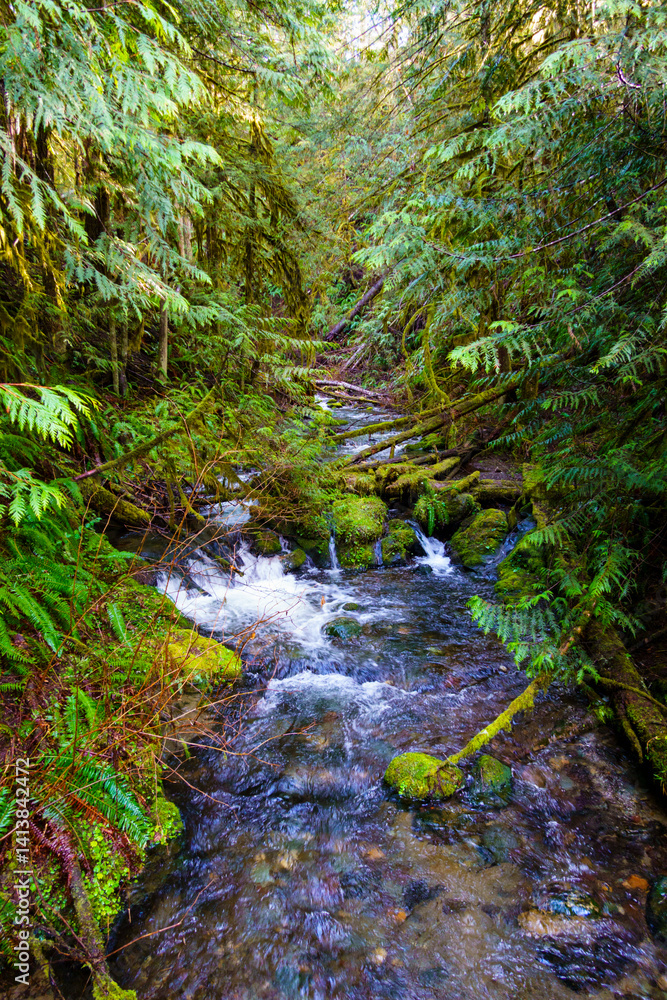 Little River, Olympic National Forest, Port Angeles, Washington State, USA Little River, Olympic National Forest, Port Angeles, Washington State, USA