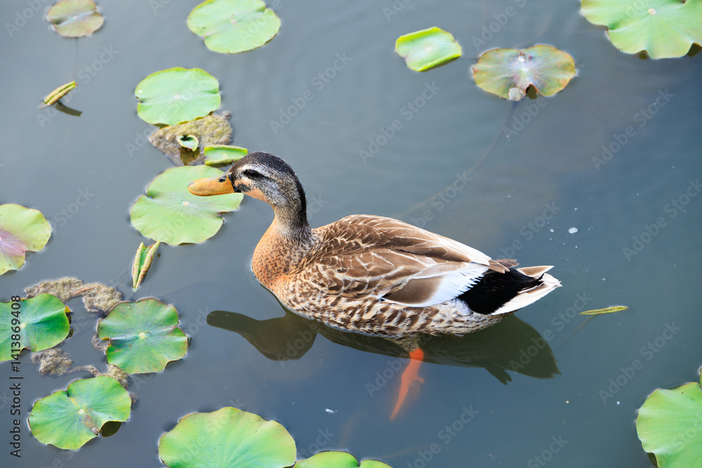 Fototapeta premium 水草が浮く池で泳ぐカルガモ