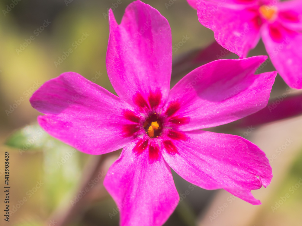 Fototapeta premium シバザクラのピンク色の花02