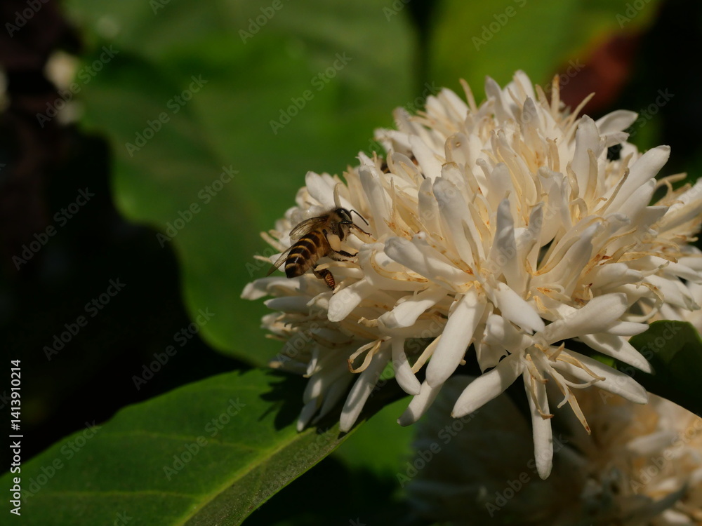Honey bee on Robusta coffee blossom on tree plant with green leaf with black color in background. Petals and white stamens of blooming flowers Honey bee on Robusta coffee blossom on tree plant with green leaf with black color in background. Petals and white stamens of blooming flowers