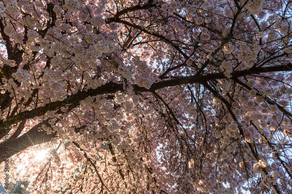 Sun shines through branches of a pink flowering cherry blossom tree, sakura, in peak bloom in spring Sun shines through branches of a pink flowering cherry blossom tree, sakura, in peak bloom in spring