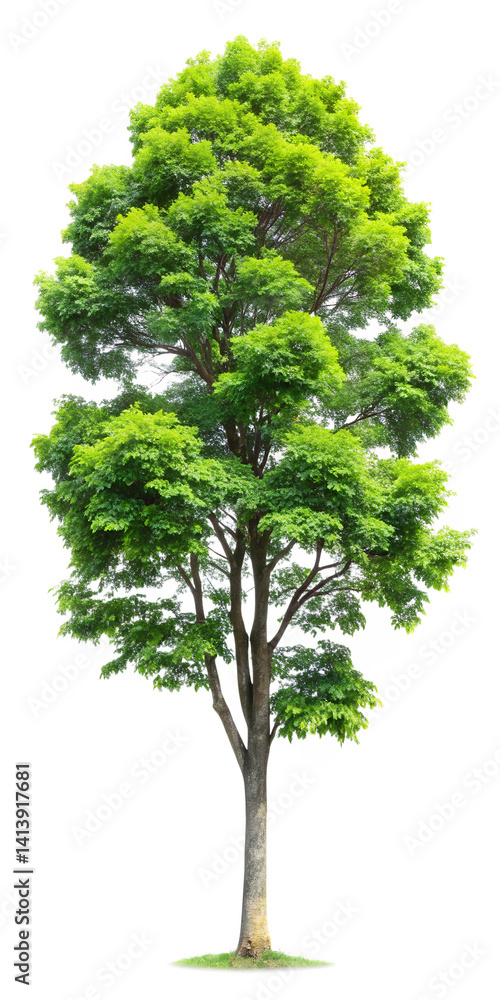 Fototapeta premium green tree 