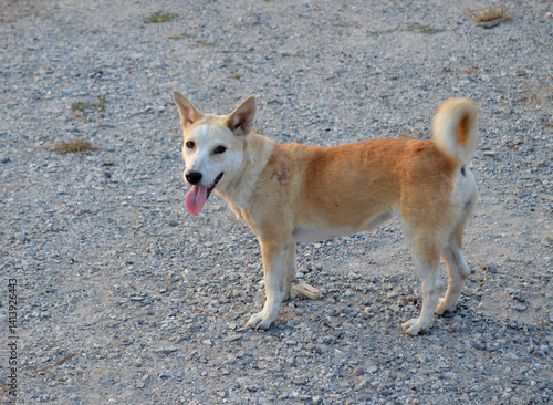 dog on the ground