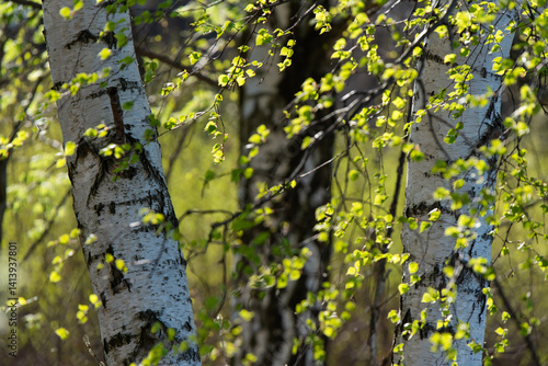 Fototapeta Naklejka Na Ścianę i Meble -  Wiosenne tło, brzoza z młodymi zielonymi liśćmi na wietrze.