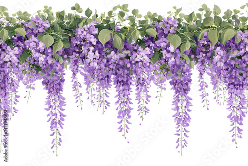 Wisteria cascade. Purple blooms hang with green foliage on a transparent background. Floral, elegant, and graceful