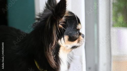 tiny black and brown furry dog in home, cute chihuahua canine