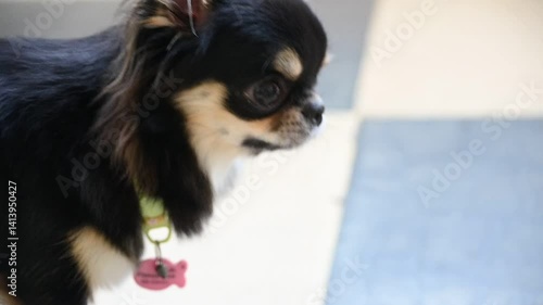 tiny black and brown furry dog in home, cute chihuahua canine