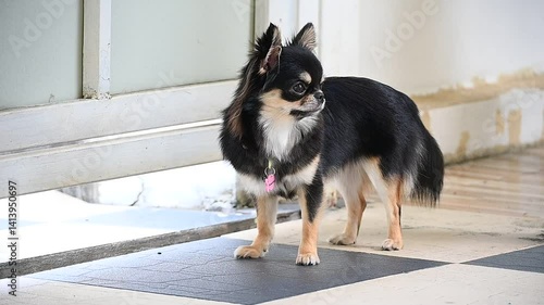 tiny dog walking on the floor in home, cute chihuahua canine