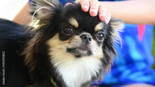 child pat the head on tiny dog in home, cute chihuahua canine