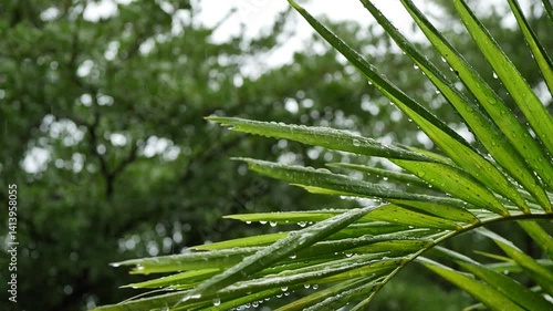 water of rainning drop on leaf of palm tree, natural slow motion scene